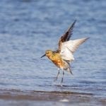 RedKnot4865