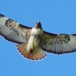 Redtail-hawk