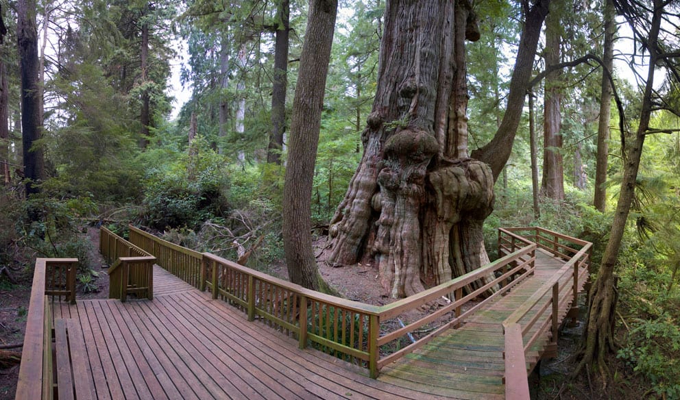 Deck around cedar tree, Rockaway Beach, Oregon