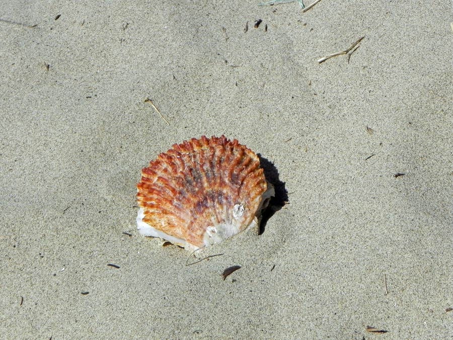 Shell on the beach, Rockaway Beach, Oregon