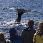 oregon-coast-whale-watching