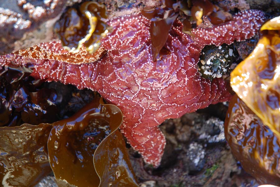 Red seastar, Rockaway Beach, Oregon