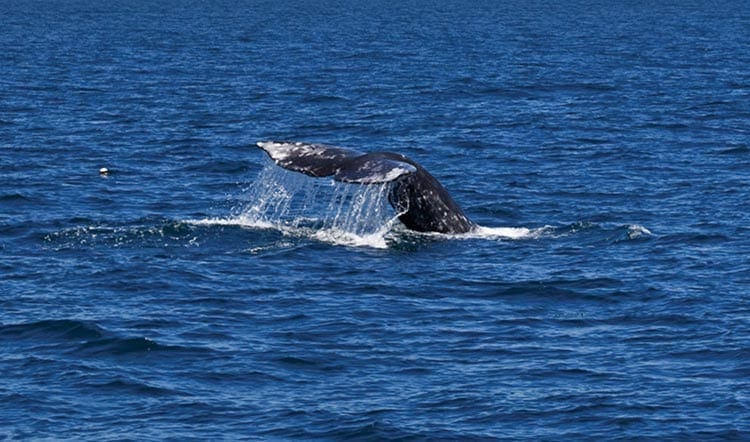 Whale playing, Rockaway Beach, Oregon