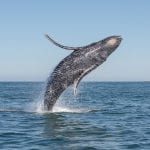 A whale breaches in the pacific ocean