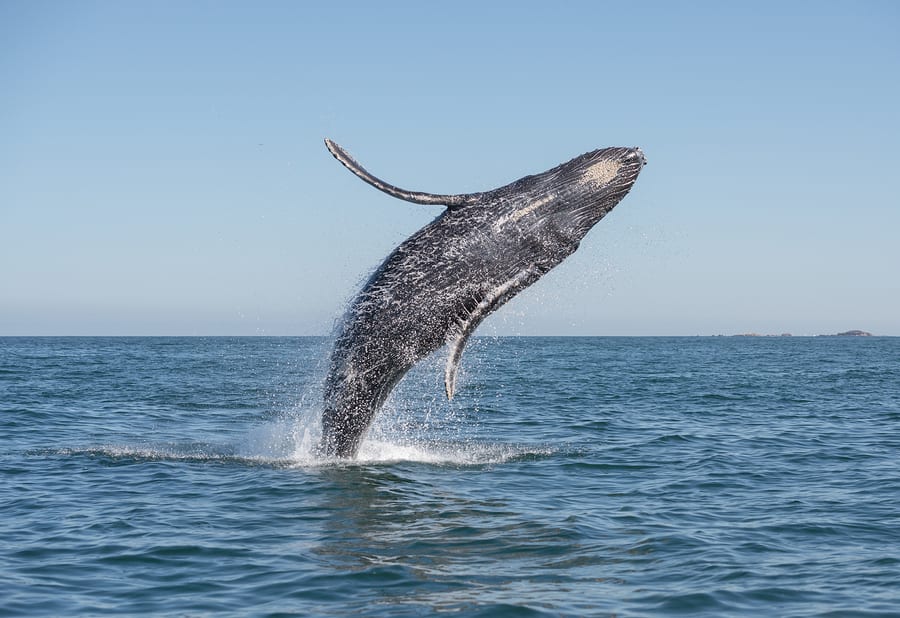 Whale breaching, Rockaway Beach, Oregon