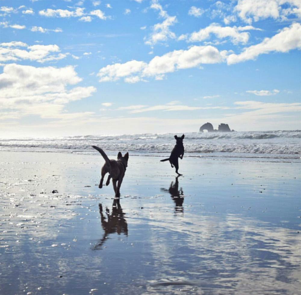 Tips for pets on Rockaway Beach