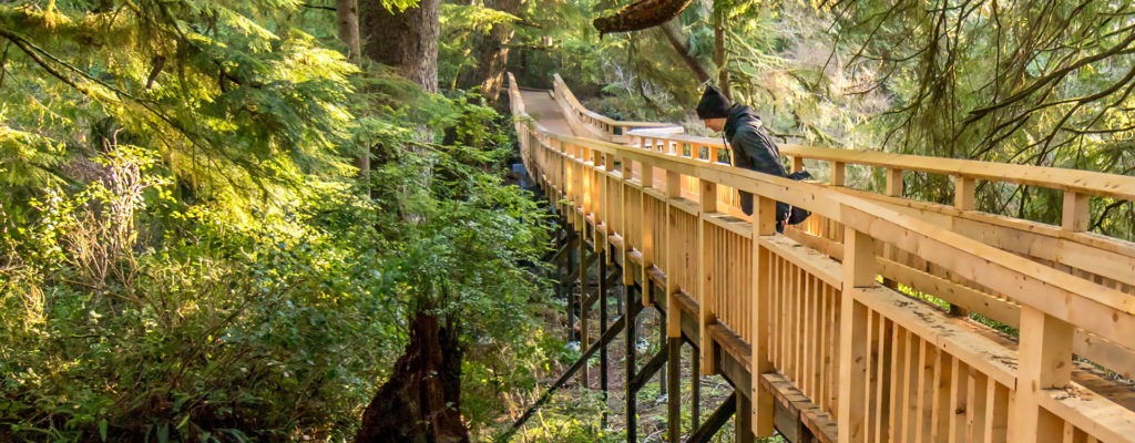 forest bridge onlooker