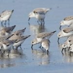 Sanderling5306