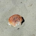 beachcombing02