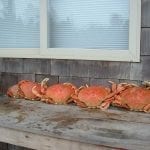 crabbing03