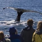 Whale watching, Oregon