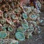 tidepool01