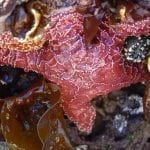 tidepool02