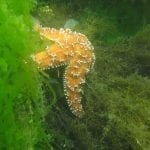 tidepool03