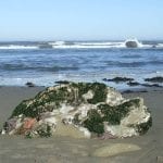 tidepool04
