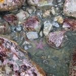 tidepool05