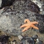 tidepool06