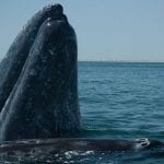 whale