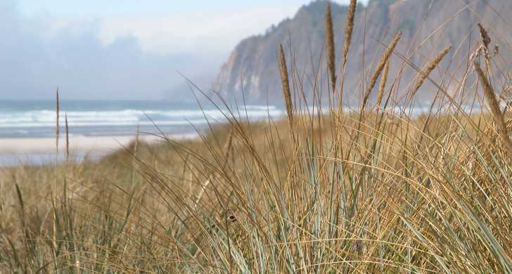 Beach grass with Neahkahnie Mountain in background.